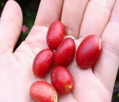 城里人從來都沒見過的，國寶級的珍貴植物