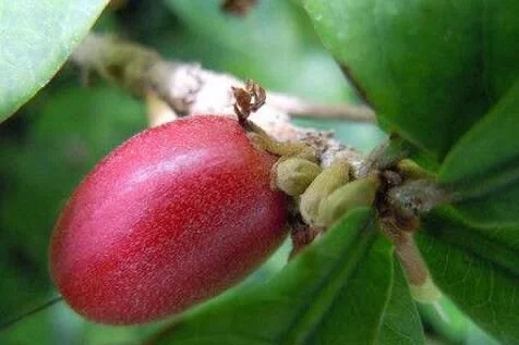 城里人從來都沒見過的，國寶級的珍貴植物