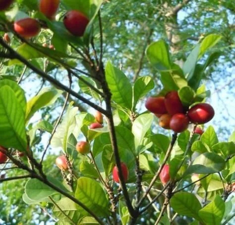 城里人從來都沒見過的，國寶級的珍貴植物