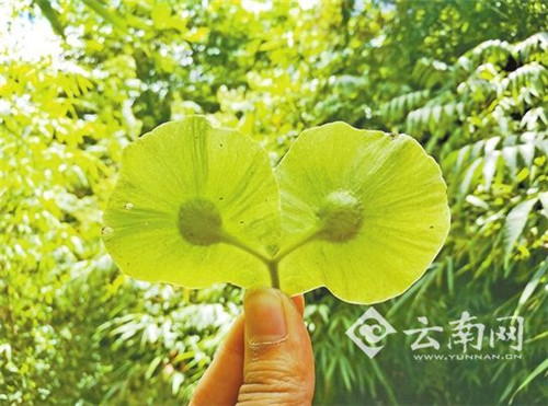 云南麻栗坡首次發(fā)現(xiàn)珍稀植物云南金錢槭