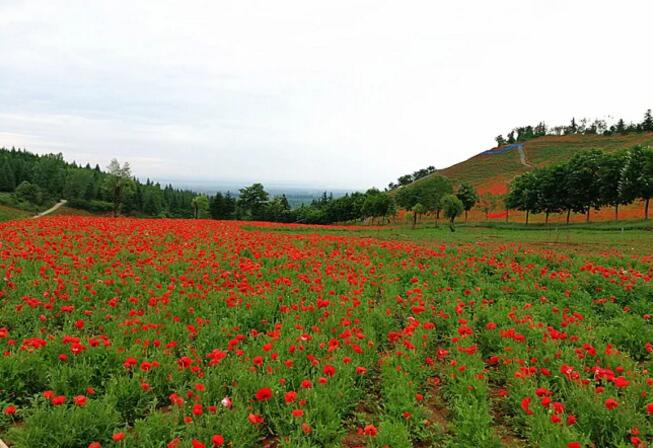 秦嶺國家植物園打造生態(tài)保護(hù)新高地