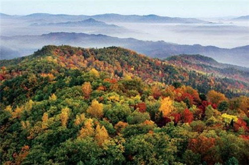 生態(tài)經濟價值極高的樹種——紅松的栽培技術