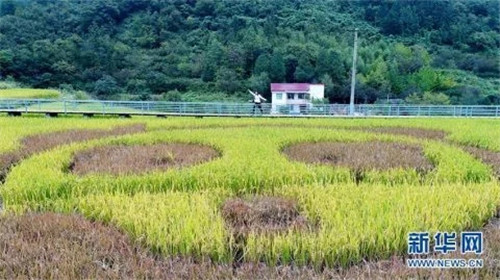 陜西佛坪：鳥瞰生態水稻公園