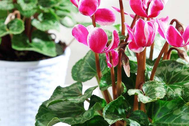年宵花卉中縮短仙客來(lái)種植技術(shù)