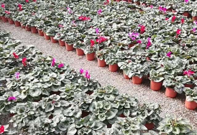 年宵花卉中縮短仙客來(lái)種植技術(shù)