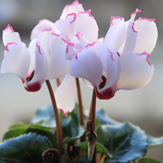 年宵花卉中縮短仙客來(lái)種植技術(shù)