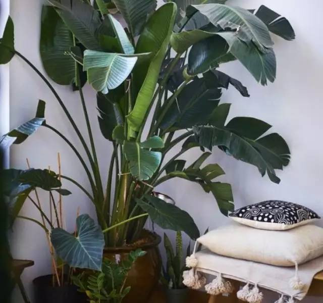 植物也看氣質，哪種花卉更適合你的家？