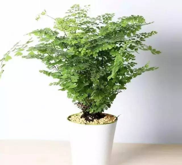 植物也看氣質，哪種花卉更適合你的家？