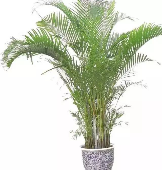 植物也看氣質，哪種花卉更適合你的家？