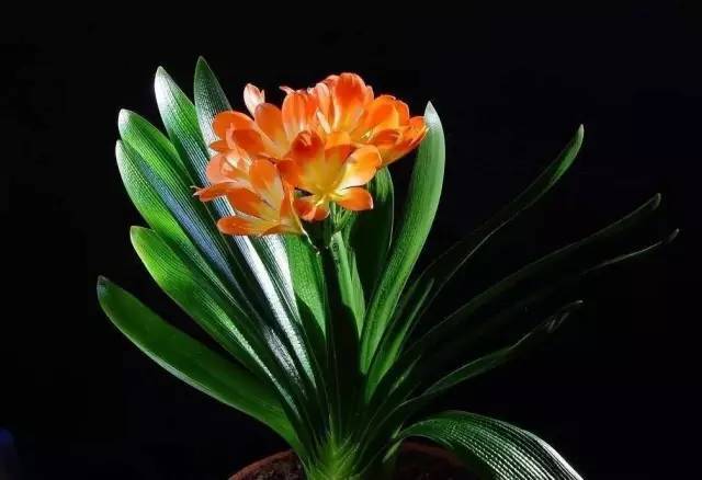 植物也看氣質，哪種花卉更適合你的家？