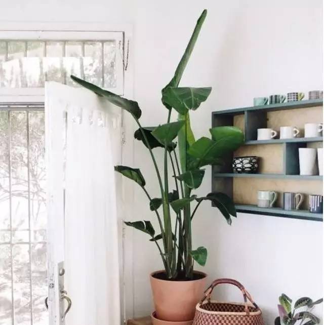 植物也看氣質，哪種花卉更適合你的家？