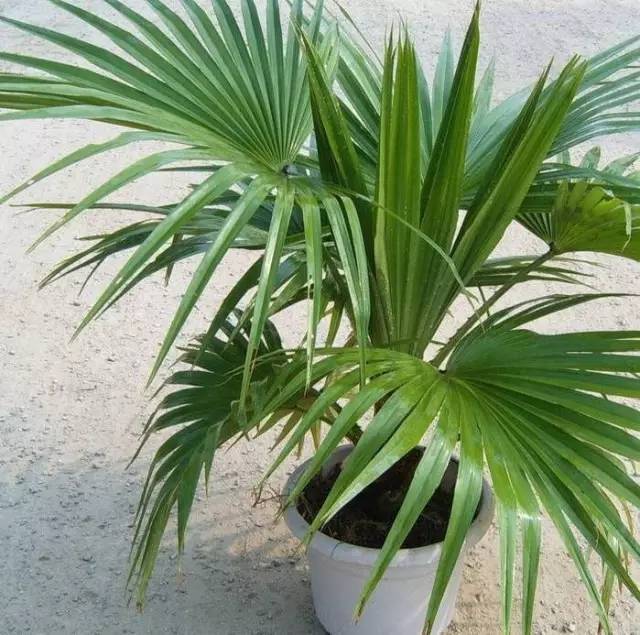 植物也看氣質，哪種花卉更適合你的家？