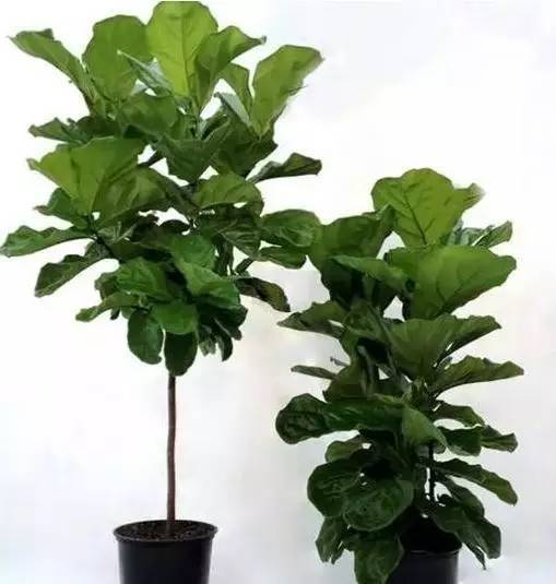 植物也看氣質，哪種花卉更適合你的家？
