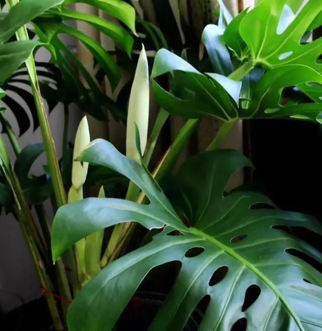 植物也看氣質，哪種花卉更適合你的家？