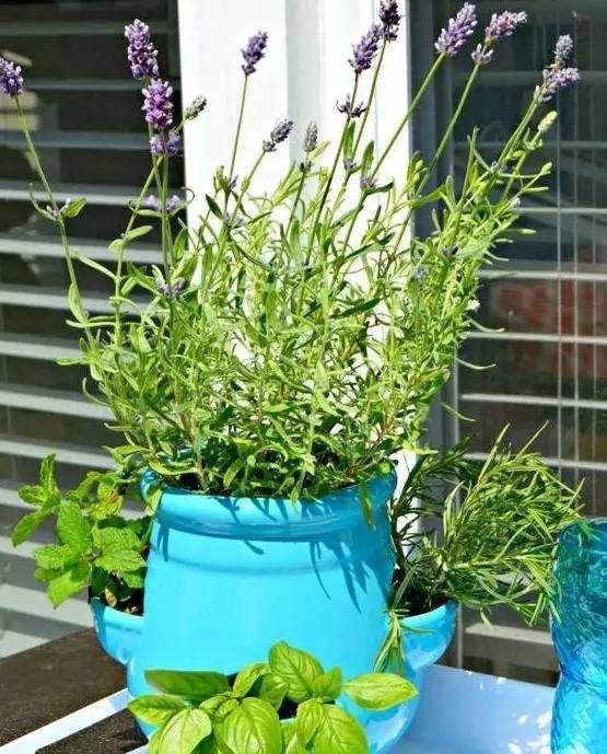 植物也看氣質，哪種花卉更適合你的家？