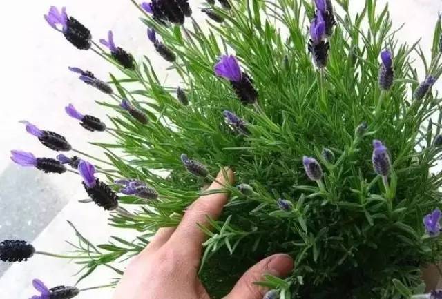 植物也看氣質，哪種花卉更適合你的家？