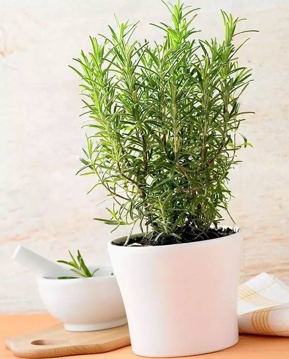 植物也看氣質，哪種花卉更適合你的家？