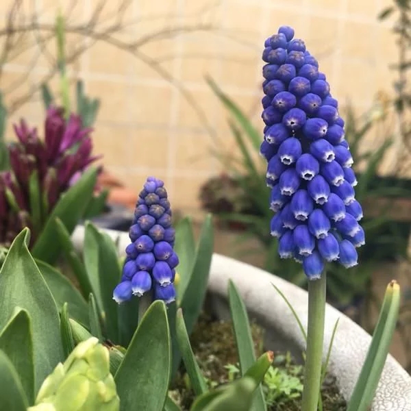 新型觀賞綠植花卉，漂亮得像假花