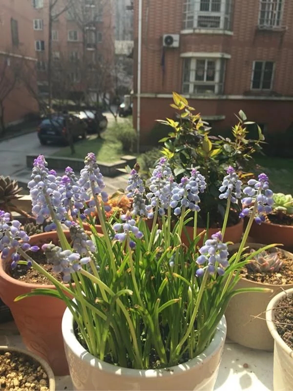 新型觀賞綠植花卉，漂亮得像假花