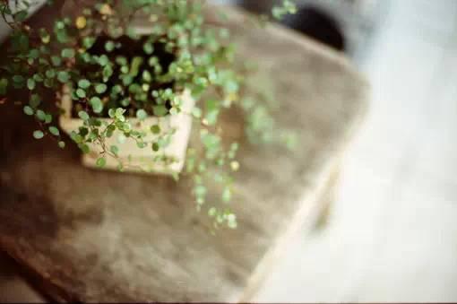 花藝師原來(lái)是這樣澆水的，怪不得養(yǎng)那么好！