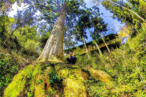 鄂西利川:毛壩鄉楠木村古樹名木繁茂