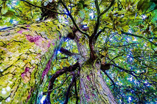 鄂西利川:毛壩鄉楠木村古樹名木繁茂