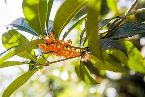 鄂西利川:毛壩鄉楠木村古樹名木繁茂