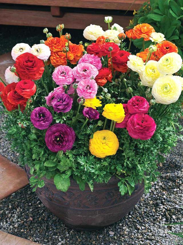 養(yǎng)這5種球根花卉，年年開花爆盆