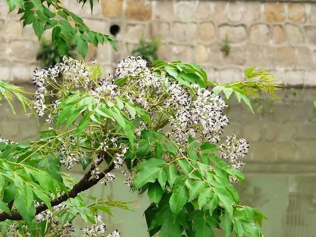 苗木市場需求已經(jīng)大變臉