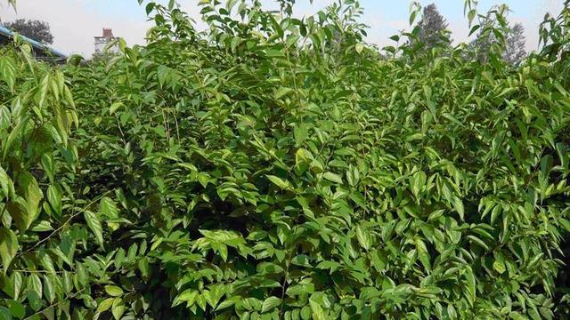 苗木市場需求已經(jīng)大變臉