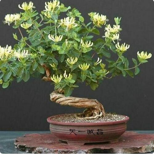 9種花卉爬藤能爬滿墻，美不勝收