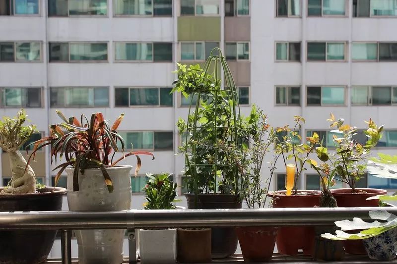 植物可以協(xié)助破案？