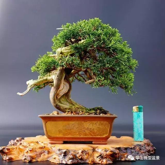 盆景上盆后長得慢，有讓枝干增粗的好辦法嗎