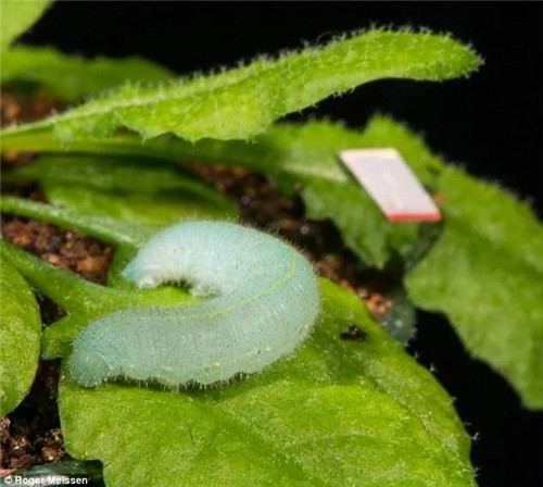 科學(xué)發(fā)現(xiàn)：植物可以聽到自己被吃掉的聲音