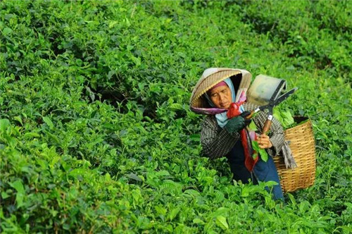 休閑農(nóng)業(yè)經(jīng)營的10大經(jīng)驗