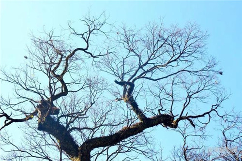 走進(jìn)千年古樹群風(fēng)景區(qū)