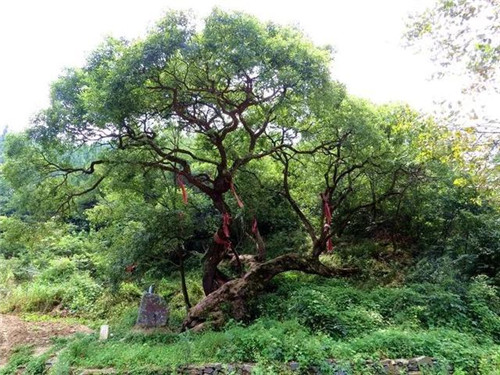 走進(jìn)千年古樹群風(fēng)景區(qū)