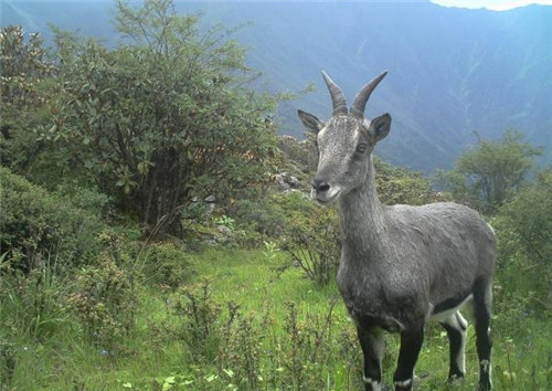 強(qiáng)化科技支撐 呵護(hù)生物多樣性