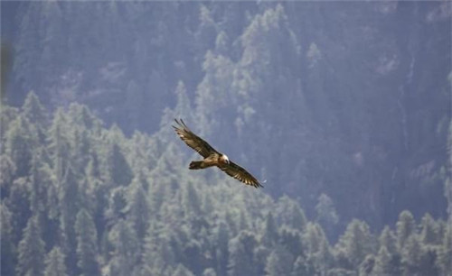 強(qiáng)化科技支撐 呵護(hù)生物多樣性