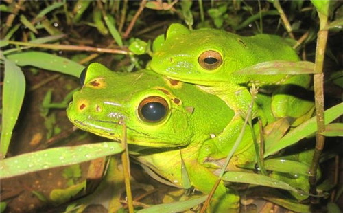 強(qiáng)化科技支撐 呵護(hù)生物多樣性