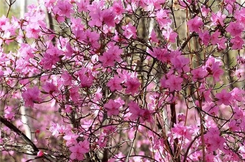 阿里河國(guó)家森林公園已成杜鵑花海