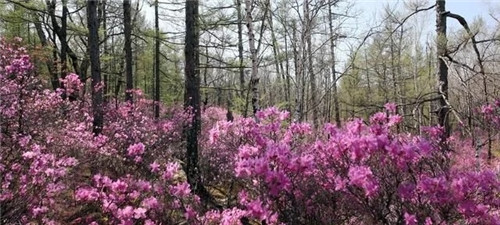 阿里河國(guó)家森林公園已成杜鵑花海