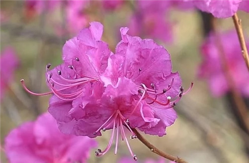 阿里河國(guó)家森林公園已成杜鵑花海