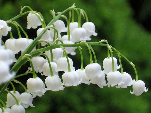 風(fēng)鈴草——花量大，氣味香甜，花漂亮
