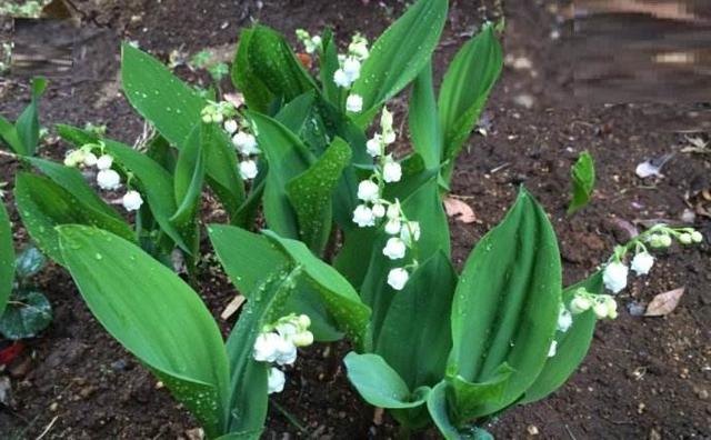 風(fēng)鈴草——花量大，氣味香甜，花漂亮