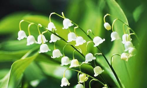 風(fēng)鈴草——花量大，氣味香甜，花漂亮