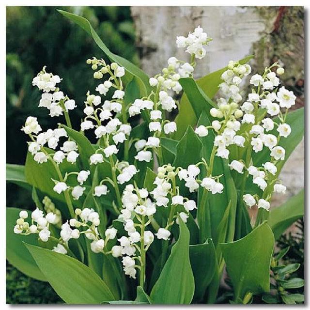 風(fēng)鈴草——花量大，氣味香甜，花漂亮