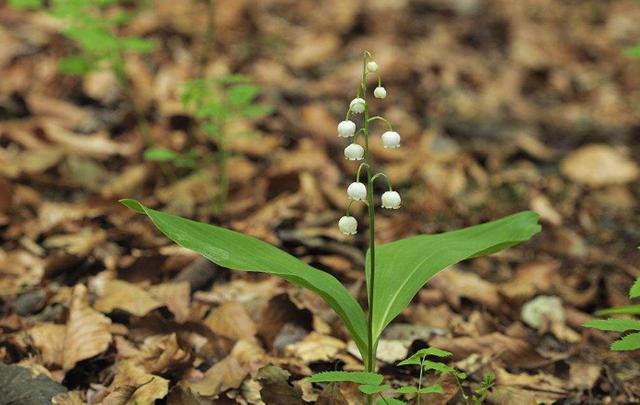 風(fēng)鈴草——花量大，氣味香甜，花漂亮