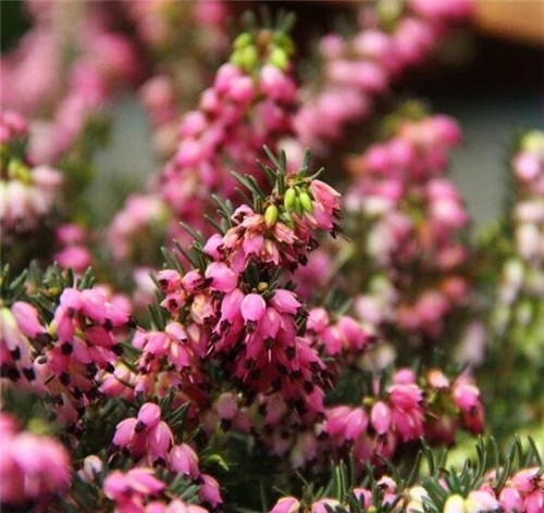 歐石楠——花朵漂亮高雅，花期長