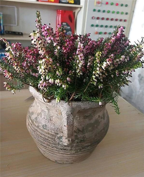 歐石楠——花朵漂亮高雅，花期長